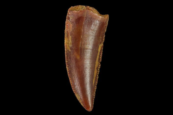 Serrated, Raptor Tooth - Real Dinosaur Tooth #133430